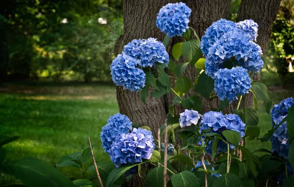 Flowers, blue, nature, tree, trunk, hydrangea, Hydrangea