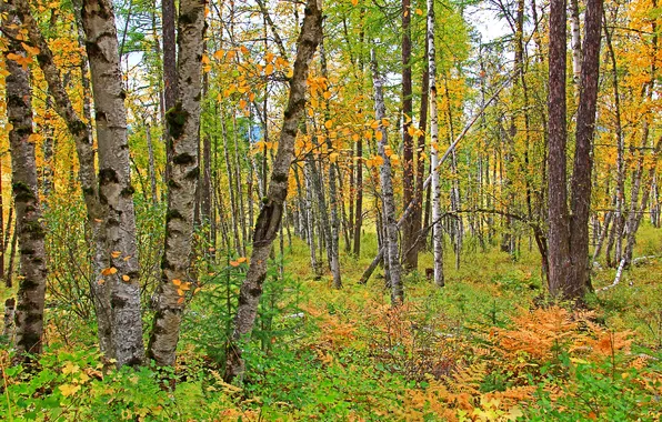 Autumn, forest, trees
