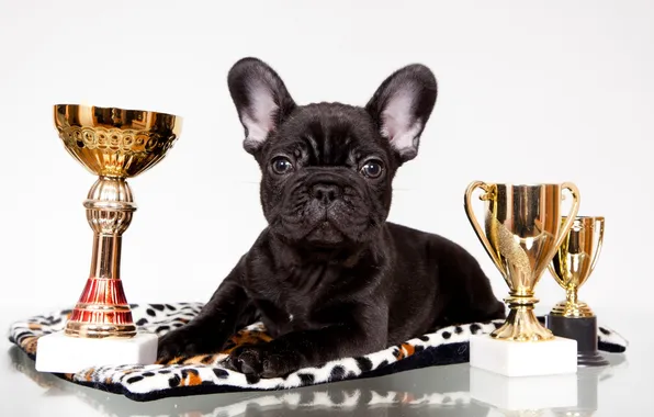 Picture black, awards, puppy, bulldog, French, cups