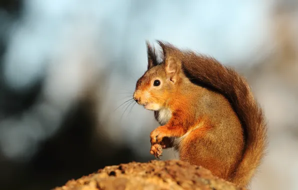 Picture look, light, pose, protein, sitting, bokeh, animal