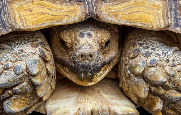 Macro, turtle, head, shell, reptile