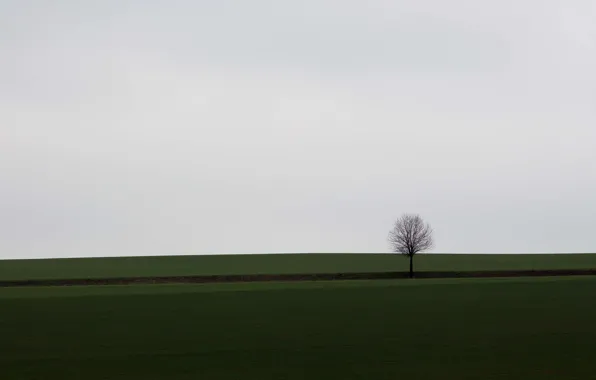 Field, tree, countryside, cloudy