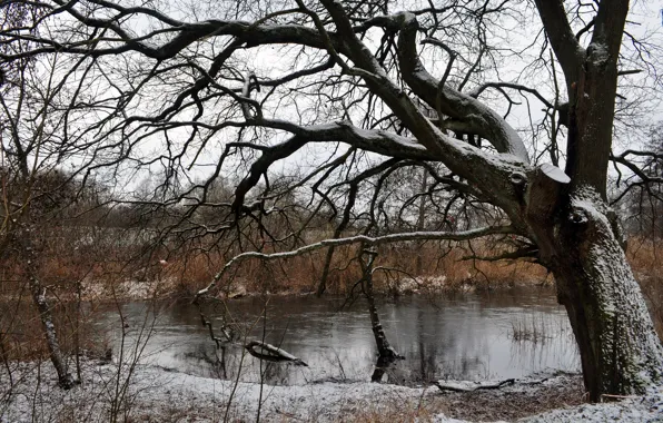 Picture winter, snow, river, tree