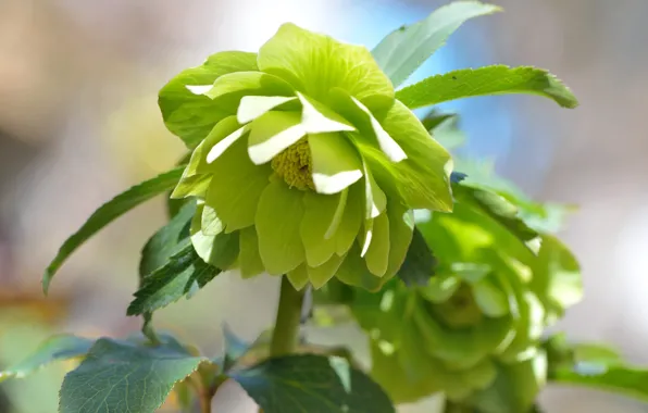 Background, hellebore, green, Helleborus