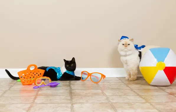 Cat, white, summer, cat, cats, tile, the ball, glasses