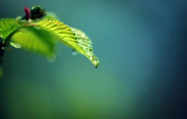 Drops, Rosa, leaf, branch
