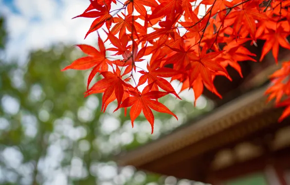 Picture roof, autumn, leaves, branches, red, Asia, pagoda, maple