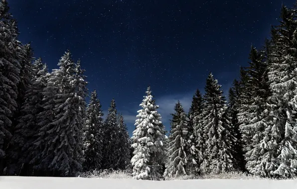 Picture forest, the sky, stars, snow, night, nature