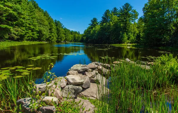 Picture forest, the sky, grass, trees, landscape, nature, river, stones