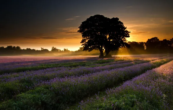 Field, trees, landscape, dawn, Nature, lavender