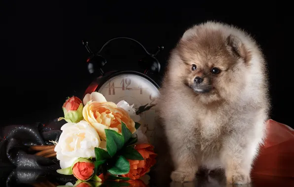 Picture flowers, watch, puppy, Spitz