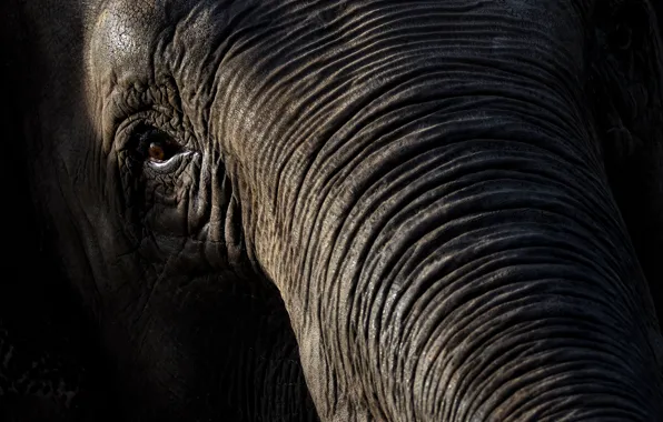 Eyes, elephant, trunk