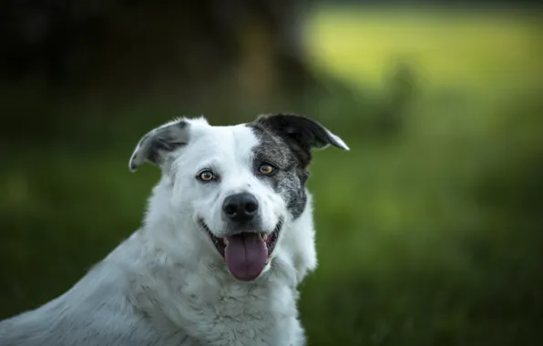 Language, background, each, dog