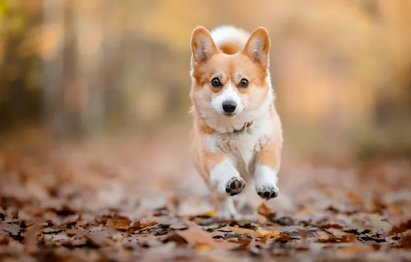 Autumn, look, pose, foliage, dog, running, puppy, face