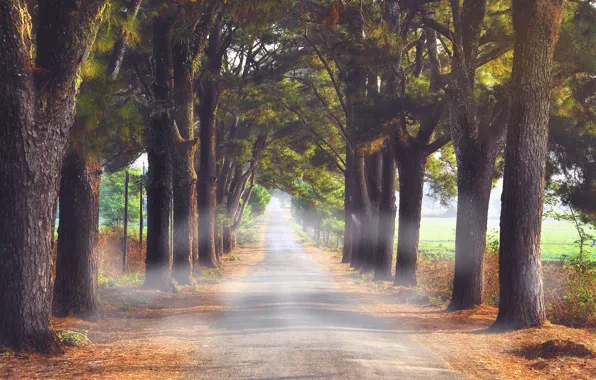 Road, autumn, light, trees, fog, Park, shadow, track