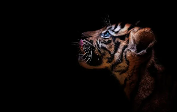 Look, tiger, portrait, profile, cub, kitty, face, wild cat