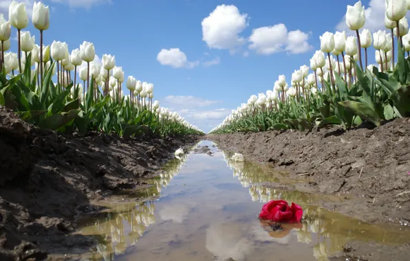 Field, flower, the sky, clouds, flowers, red, reflection, spring