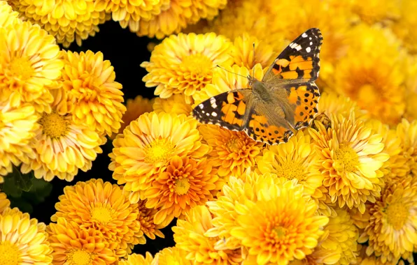 Picture yellow, flowers, macro, a lot, red, chrysanthemum, urticaria, butterfly