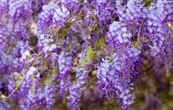 Flowers, branches, nature, background, color, beauty, spring, garden