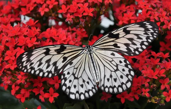 Macro, wings, Butterfly, beautiful, flowers, flowering, closeup
