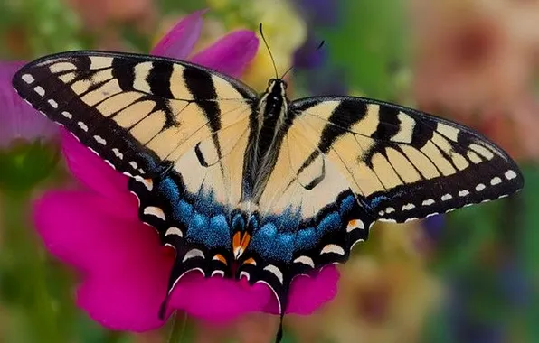 Flower, macro, butterfly, wings, beautiful, closeup