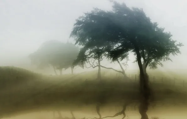 Picture nature, fog, tree