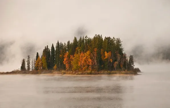 Picture trees, fog, lake, island