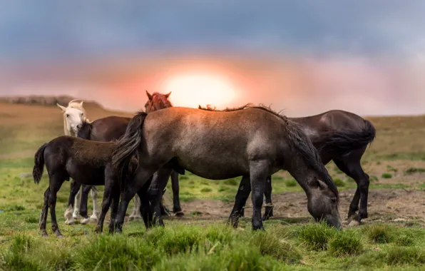 Field, sunset, horses, horse, the herd, the herd