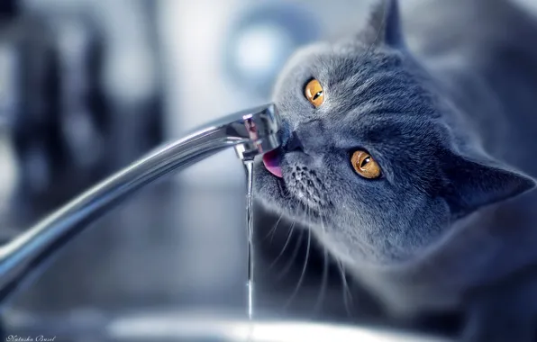 Crane, Cat, lapping, drinking water