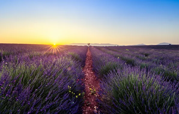 Field, summer, the sky, the sun, rays, light, flowers, nature