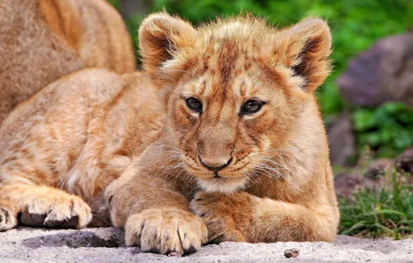 Picture cat, Leo, cub, lion