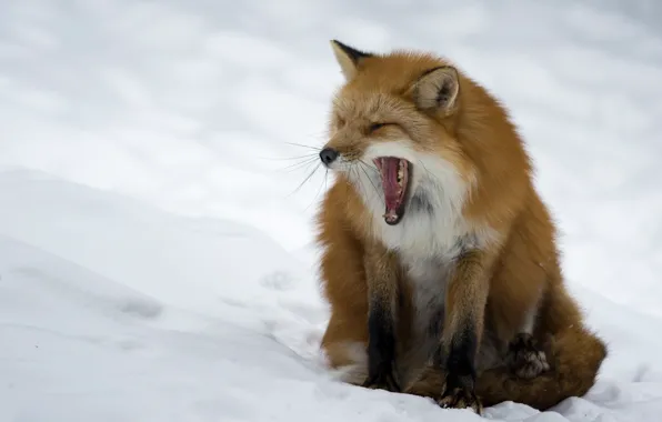 Picture nature, background, Fox