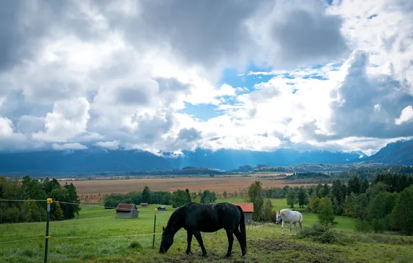 The sky, grass, clouds, trees, fence, horse, pasture, meadows