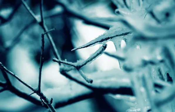 Cold, winter, nature, ice, frost, macro snow