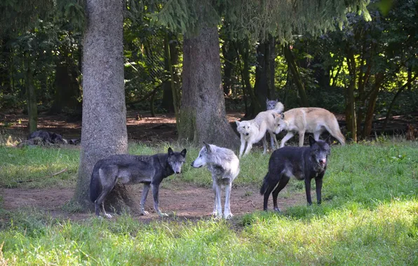 Picture nature, snow, predator, face, animal, wolf, wolves, wildlife