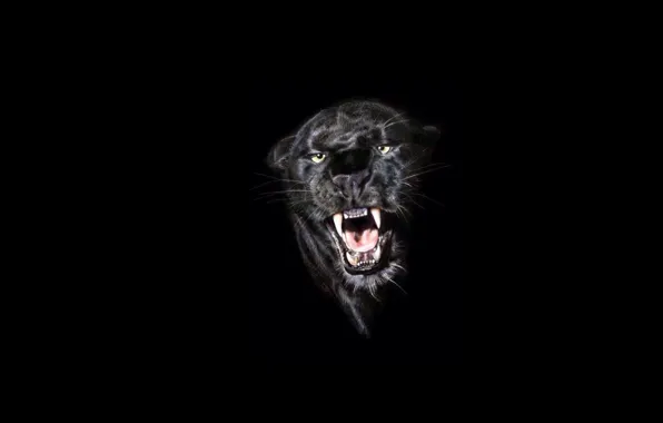Picture minimalism, Panther, grin, black background