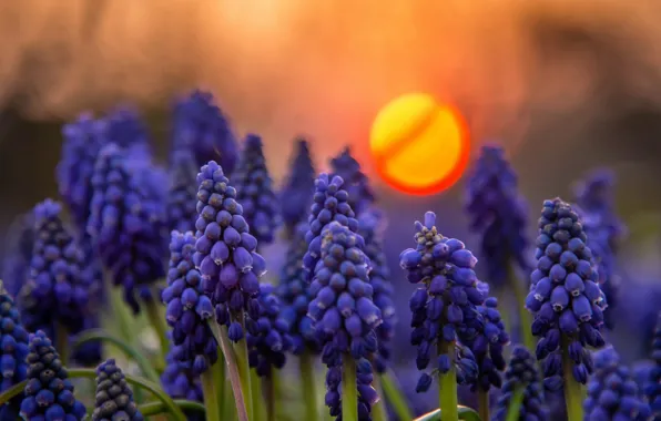 Picture sunset, flowers, nature, Muscari, Radoslaw Dranikowski