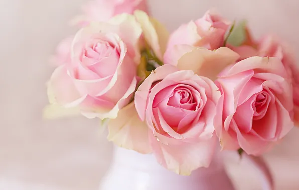 Roses, texture, pink