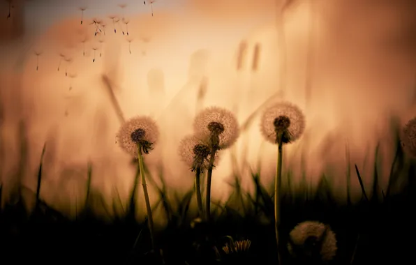 Grass, flowers, the evening, dandelions, silhouettes, the parachutes