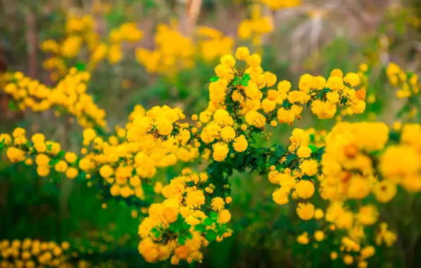 Flowers, Park, plant