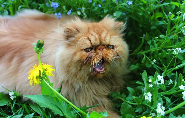 Greens, language, cat, flower, cat, mustache, look, face