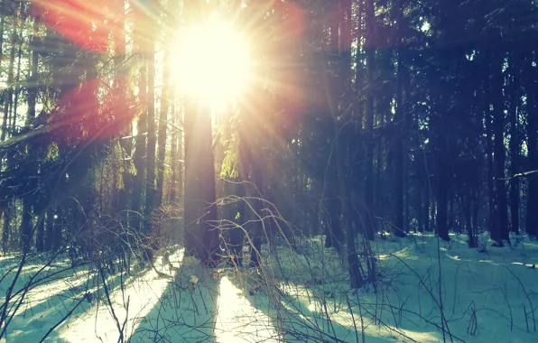 Winter, snow, the sun's rays, winter forest, sun.trees