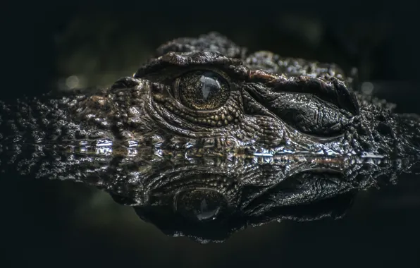 Picture Crocodile, Croc, Lurking, Alligator eye on water