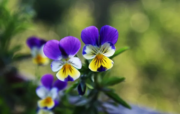 Purple, yellow, green, Pansy, two