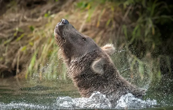 Water, nature, bear