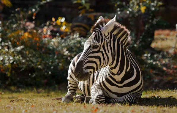 Picture grass, nature, Zebra, lies