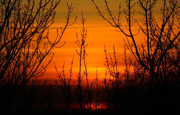 The sky, sunset, orange, branches
