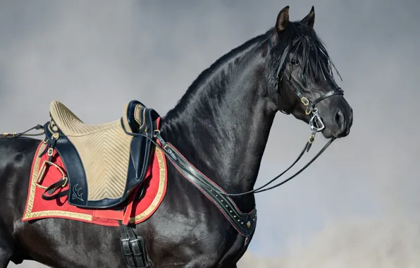 Look, face, horse, black, horse, team, saddle, grey background