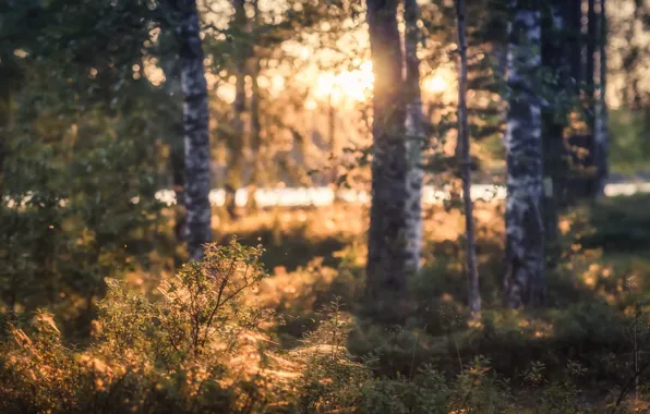 Forest, light, trees, landscape, nature