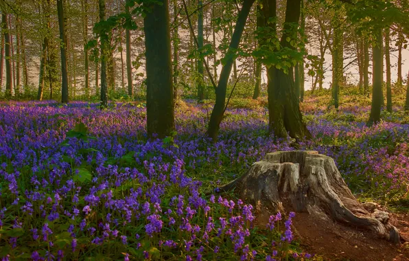 Forest, trees, flowers, glade, foliage, stump, spring, bells